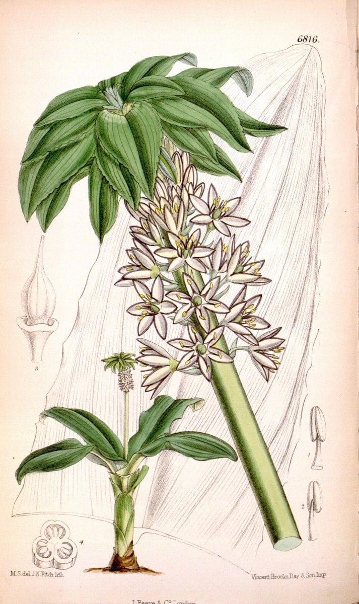 Curtis's botanical magazine. London ; New York [etc.] :Academic Press [etc.]. | "Botanical illustration" Botany Periodicals "Pictorial works" "Plants, Ornamental"  | Vintage Print Reproduction 457458