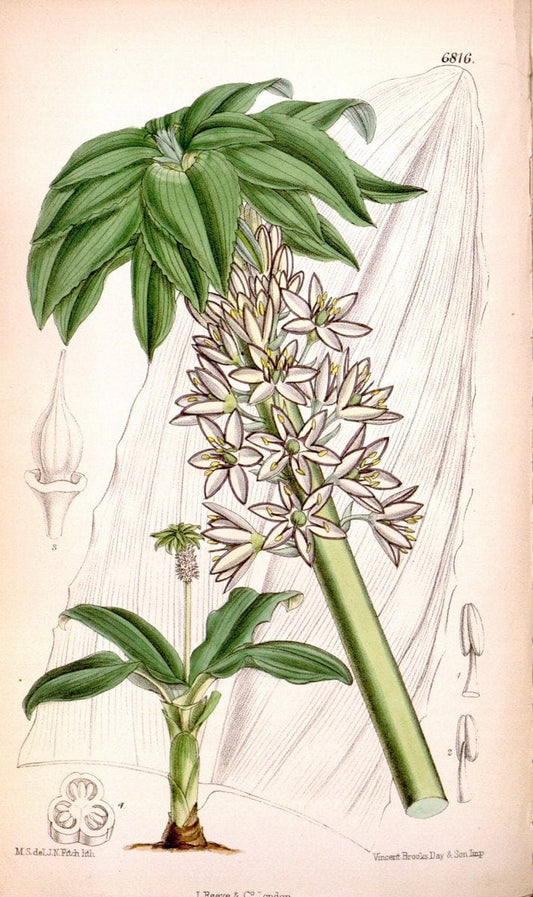 Curtis's botanical magazine. London ; New York [etc.] :Academic Press [etc.]. | "Botanical illustration" Botany Periodicals "Pictorial works" "Plants, Ornamental"  | Vintage Print Reproduction 457458