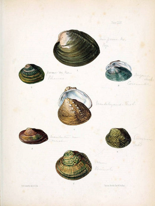 Conchologia indica,.London,1870-1876.. |  | Vintage Print Reproduction 457459