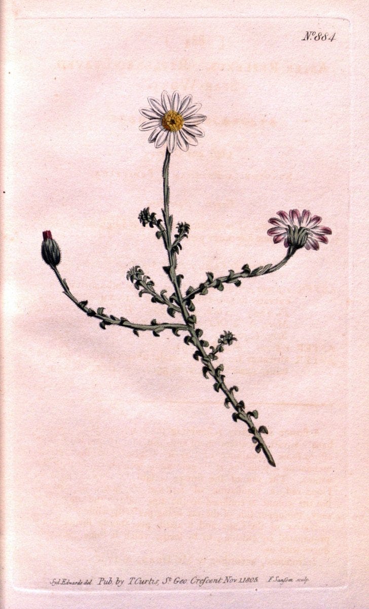 Curtis's botanical magazine. London ;New York [etc.] :Academic Press [etc.]. | Botany Periodicals "Pictorial works"  | Vintage Print Reproduction 457460