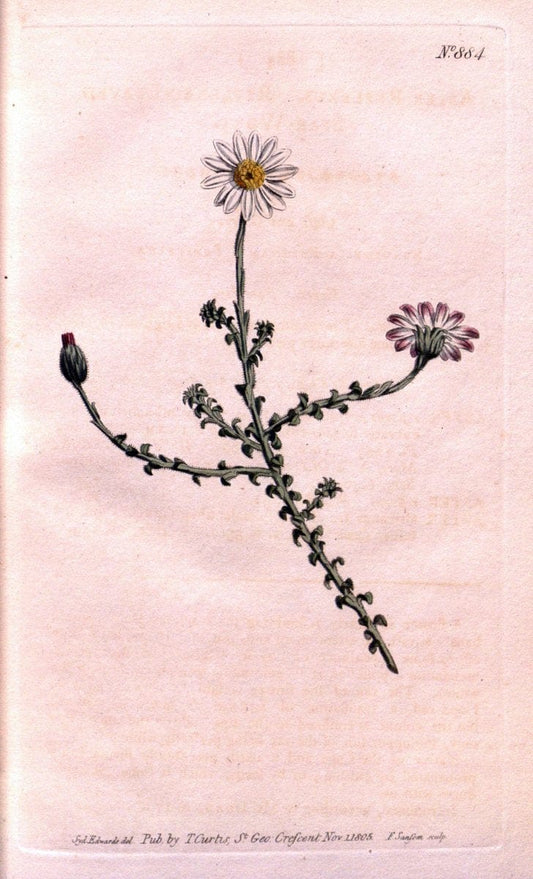Curtis's botanical magazine. London ;New York [etc.] :Academic Press [etc.]. | Botany Periodicals "Pictorial works"  | Vintage Print Reproduction 457460