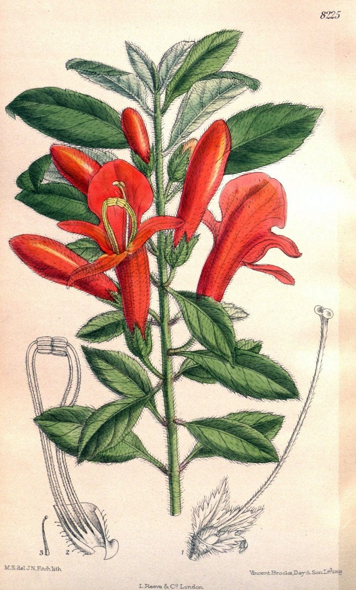 Curtis's botanical magazine. London ; New York [etc.] :Academic Press [etc.]. | "Botanical illustration" Botany Periodicals "Pictorial works" "Plants, Ornamental"  | Vintage Print Reproduction 457461