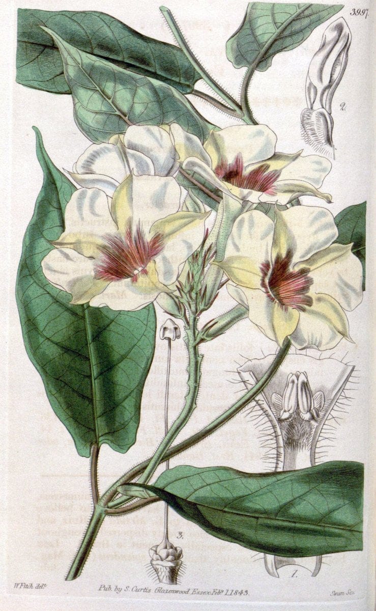 Curtis's botanical magazine. London ; New York [etc.] :Academic Press [etc.]. | "Botanical illustration" Botany Periodicals "Pictorial works" "Plants, Ornamental"  | Vintage Print Reproduction 457462