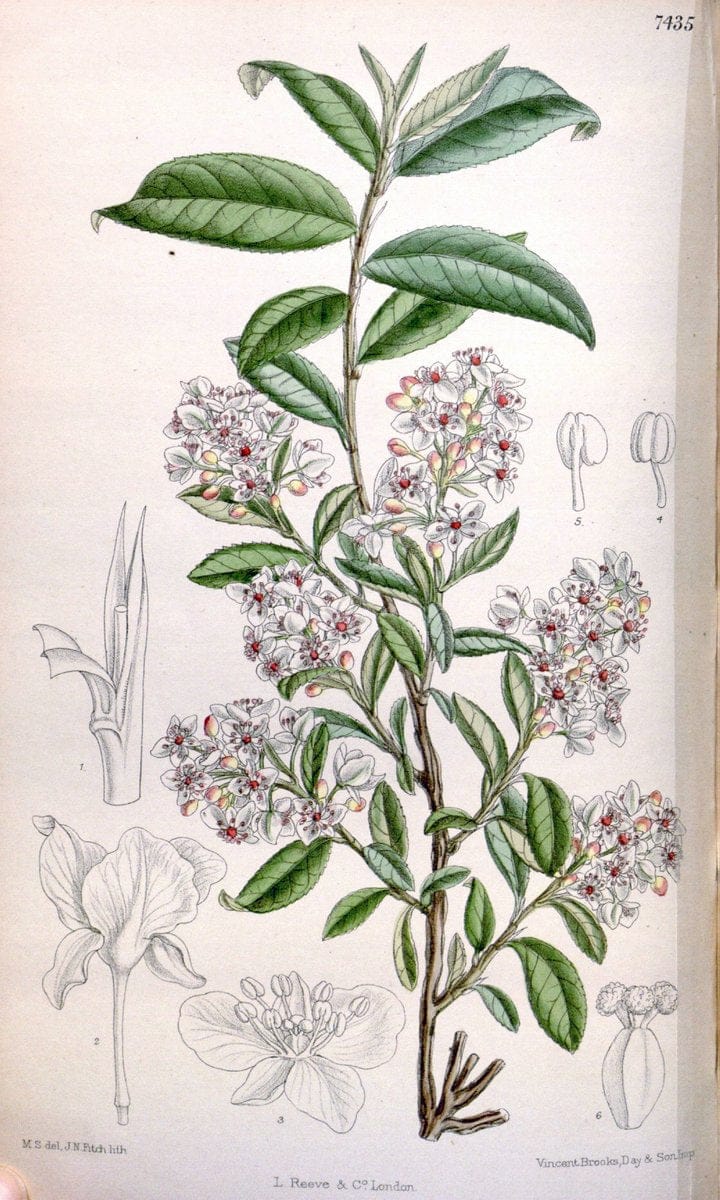 Curtis's botanical magazine. London ; New York [etc.] :Academic Press [etc.]. | "Botanical illustration" Botany Periodicals "Pictorial works" "Plants, Ornamental"  | Vintage Print Reproduction 457463