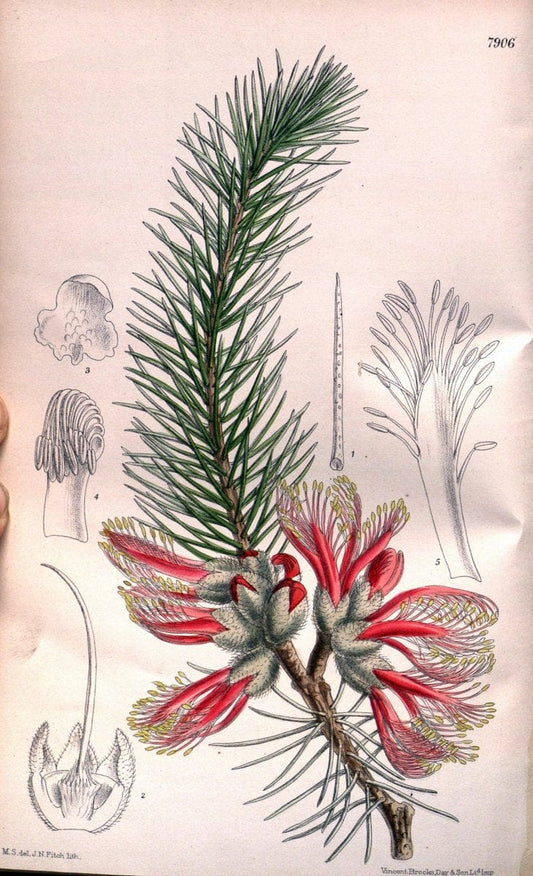 Curtis's botanical magazine. London ; New York [etc.] :Academic Press [etc.]. | "Botanical illustration" Botany Periodicals "Pictorial works" "Plants, Ornamental"  | Vintage Print Reproduction 457464