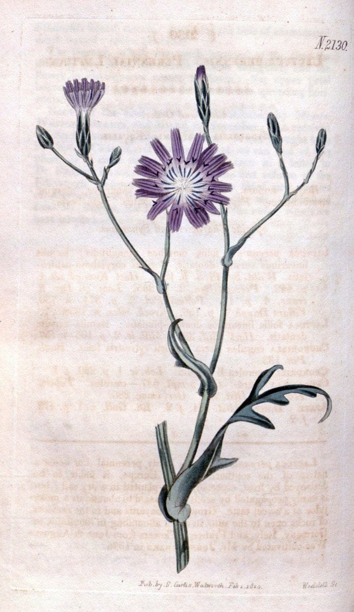 Curtis's botanical magazine. London ; New York [etc.] :Academic Press [etc.]. | "Botanical illustration" Botany Periodicals "Pictorial works" "Plants, Ornamental"  | Vintage Print Reproduction 457465