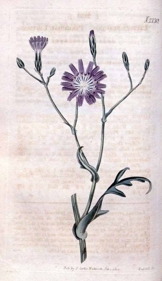 Curtis's botanical magazine. London ; New York [etc.] :Academic Press [etc.]. | "Botanical illustration" Botany Periodicals "Pictorial works" "Plants, Ornamental"  | Vintage Print Reproduction 457465