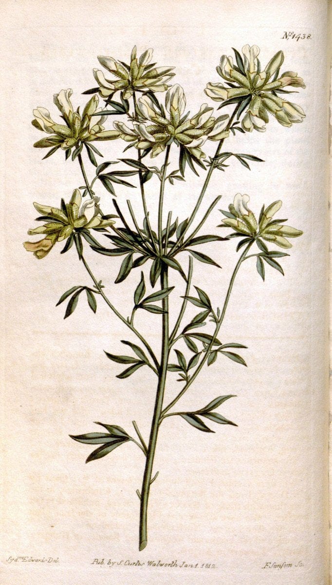 Curtis's botanical magazine..London ;New York [etc.] :Academic Press [etc.]. |  | Vintage Print Reproduction 457466
