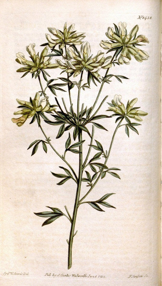 Curtis's botanical magazine..London ;New York [etc.] :Academic Press [etc.]. |  | Vintage Print Reproduction 457466
