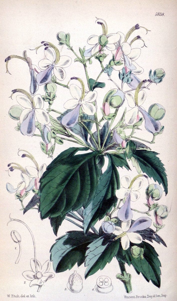 Curtis's botanical magazine. London ; New York [etc.] :Academic Press [etc.]. | "Botanical illustration" Botany Periodicals "Pictorial works" "Plants, Ornamental"  | Vintage Print Reproduction 457467