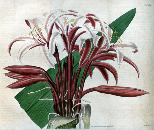 Curtis's botanical magazine. London ; New York [etc.] :Academic Press [etc.]. | "Botanical illustration" Botany Periodicals "Pictorial works" "Plants, Ornamental"  | Vintage Print Reproduction 457468