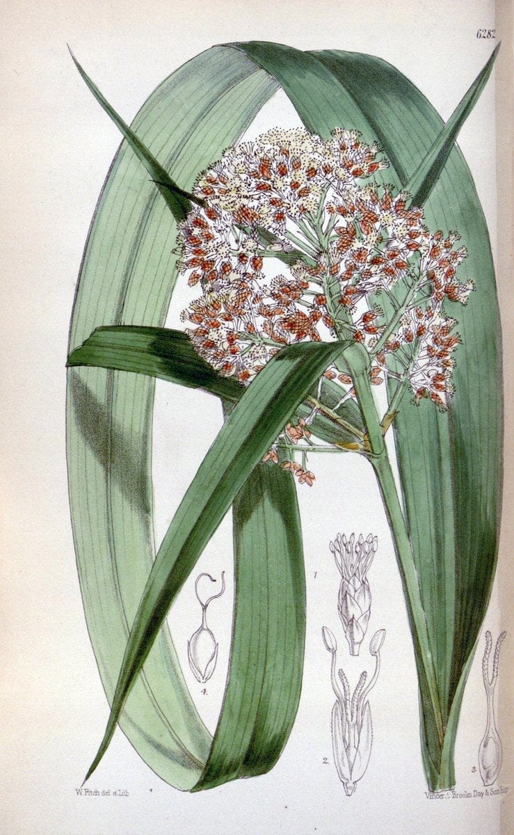 Curtis's botanical magazine. London ; New York [etc.] :Academic Press [etc.]. | "Botanical illustration" Botany Periodicals "Pictorial works" "Plants, Ornamental"  | Vintage Print Reproduction 457469