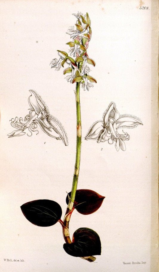 Curtis's botanical magazine. London ;New York [etc.] :Academic Press [etc.]. | Botany Periodicals "Pictorial works"  | Vintage Print Reproduction 457471
