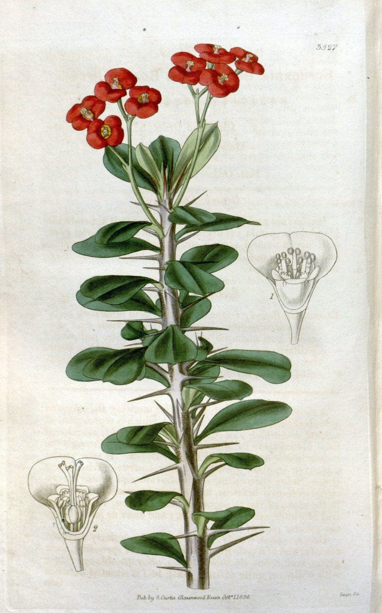 Curtis's botanical magazine. London ;New York [etc.] :Academic Press [etc.]. | Botany Periodicals "Pictorial works"  | Vintage Print Reproduction 457472