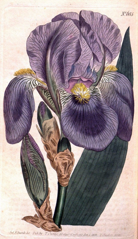 Curtis's botanical magazine. London ;New York [etc.] :Academic Press [etc.]. | Botany Periodicals "Pictorial works"  | Vintage Print Reproduction 457473