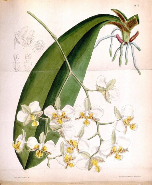 Curtis's botanical magazine. London ; New York [etc.] :Academic Press [etc.]. | "Botanical illustration" Botany Periodicals "Pictorial works" "Plants, Ornamental"  | Vintage Print Reproduction 457474