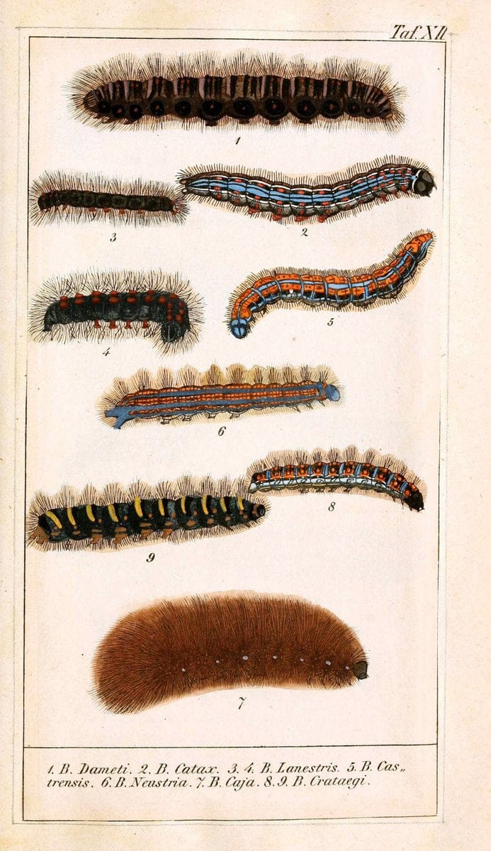 Chronologischer Raupenkalender, oder, Naturgeschichte der europÃ¤ischen RaupenBerlin :Im Verlage von Theodor Bade,1837. |  | Vintage Print Reproduction 457475