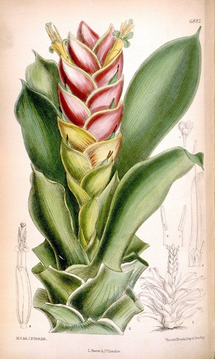 Curtis's botanical magazine. London ; New York [etc.] :Academic Press [etc.]. | "Botanical illustration" Botany Periodicals "Pictorial works" "Plants, Ornamental"  | Vintage Print Reproduction 457476