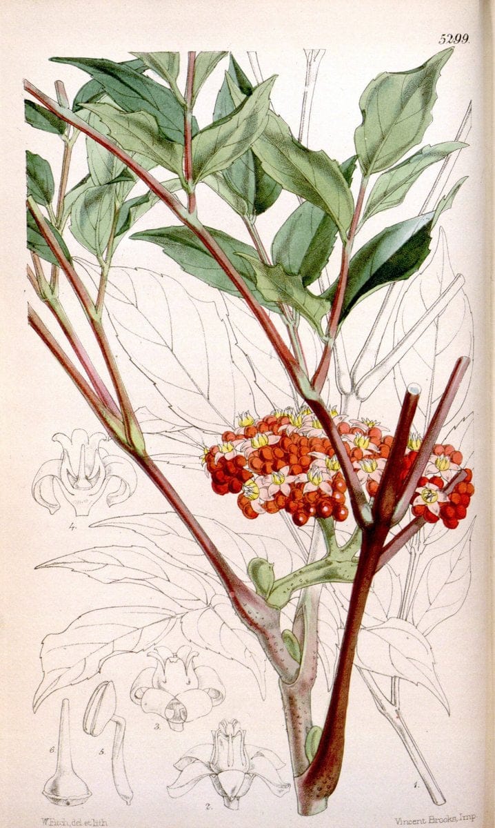 Curtis's botanical magazine. London ; New York [etc.] :Academic Press [etc.]. | "Botanical illustration" Botany Periodicals "Pictorial works" "Plants, Ornamental"  | Vintage Print Reproduction 457477