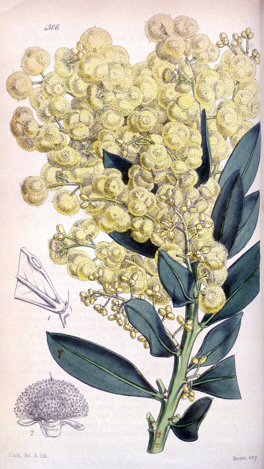 Curtis's botanical magazine. London ; New York [etc.] :Academic Press [etc.]. | "Botanical illustration" Botany Periodicals "Pictorial works" "Plants, Ornamental"  | Vintage Print Reproduction 457478