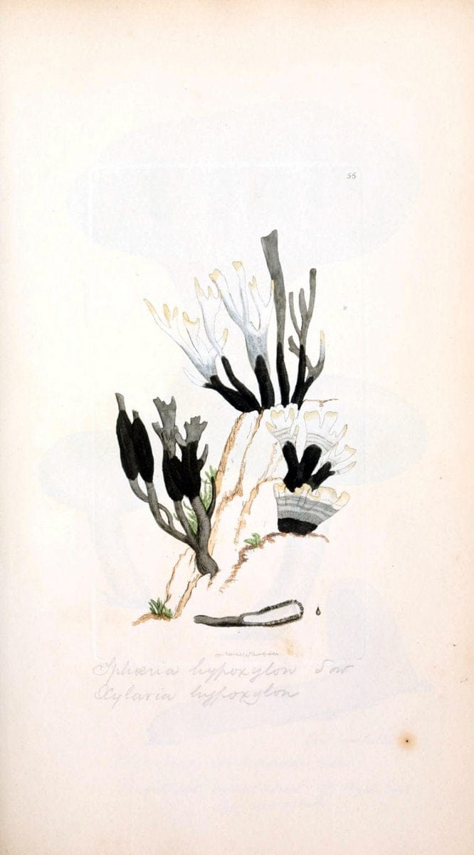Coloured figures of English fungi or mushrooms. London,Printed by J. Davis,1797-[1809]. | England Mushrooms  | Vintage Print Reproduction 457479