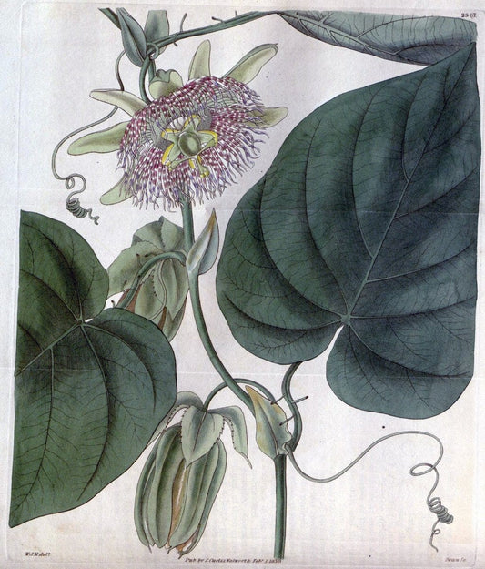 Curtis's botanical magazine. London ;New York [etc.] :Academic Press [etc.]. | Botany Periodicals "Pictorial works"  | Vintage Print Reproduction 457480