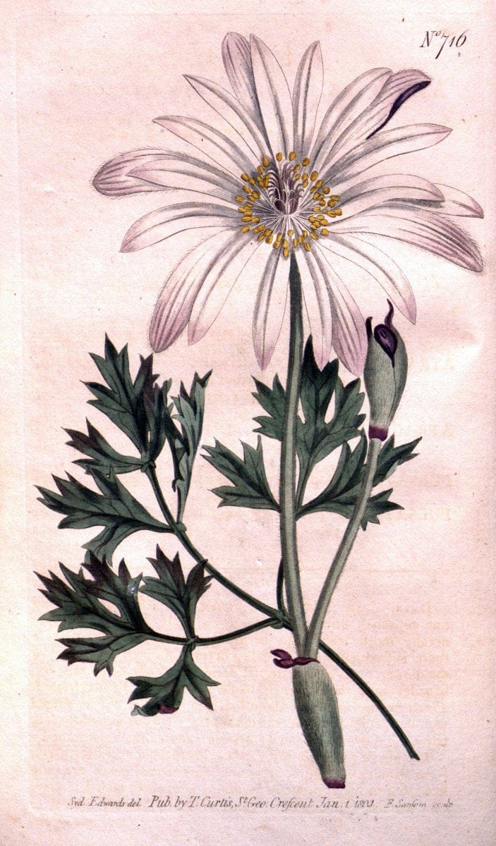 Curtis's botanical magazine..London ;New York [etc.] :Academic Press [etc.]. |  | Vintage Print Reproduction 457481