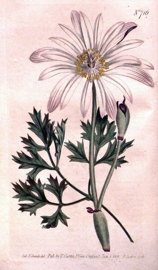 Curtis's botanical magazine..London ;New York [etc.] :Academic Press [etc.]. |  | Vintage Print Reproduction 457481