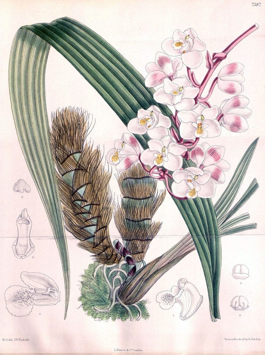 Curtis's botanical magazine. London ; New York [etc.] :Academic Press [etc.]. | "Botanical illustration" Botany Periodicals "Pictorial works" "Plants, Ornamental"  | Vintage Print Reproduction 457482