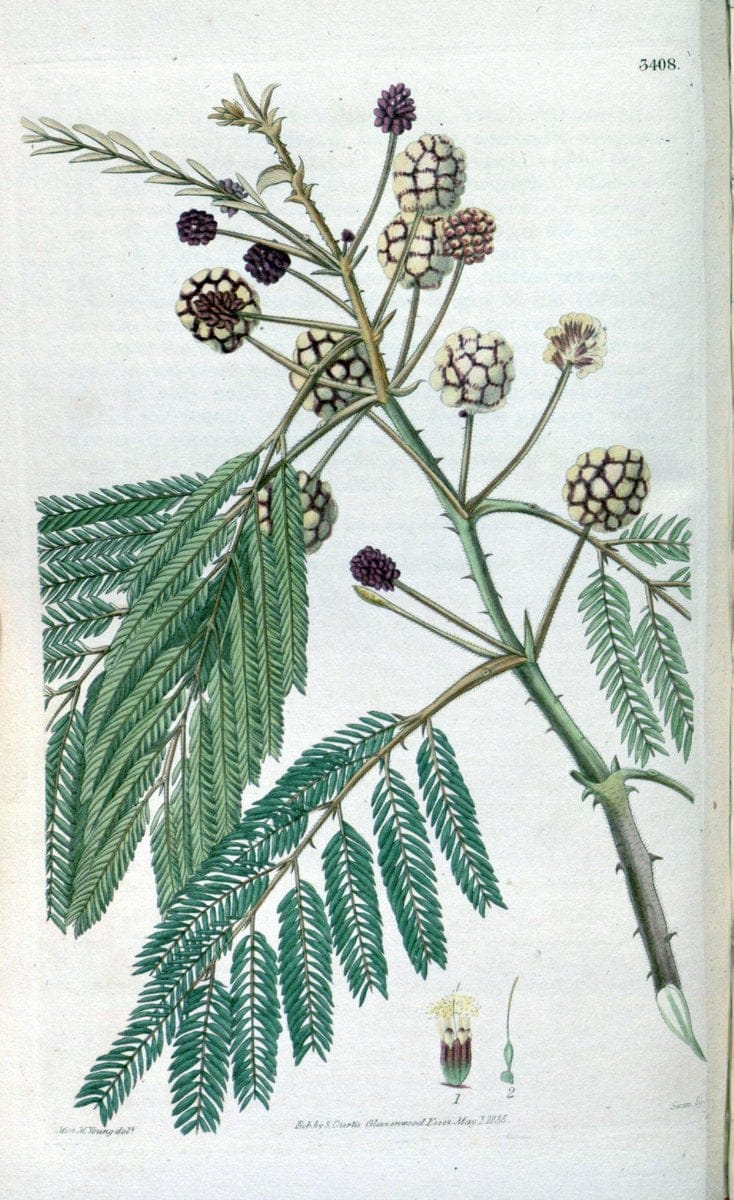 Curtis's botanical magazine. London ;New York [etc.] :Academic Press [etc.]. | Botany Periodicals "Pictorial works"  | Vintage Print Reproduction 457483