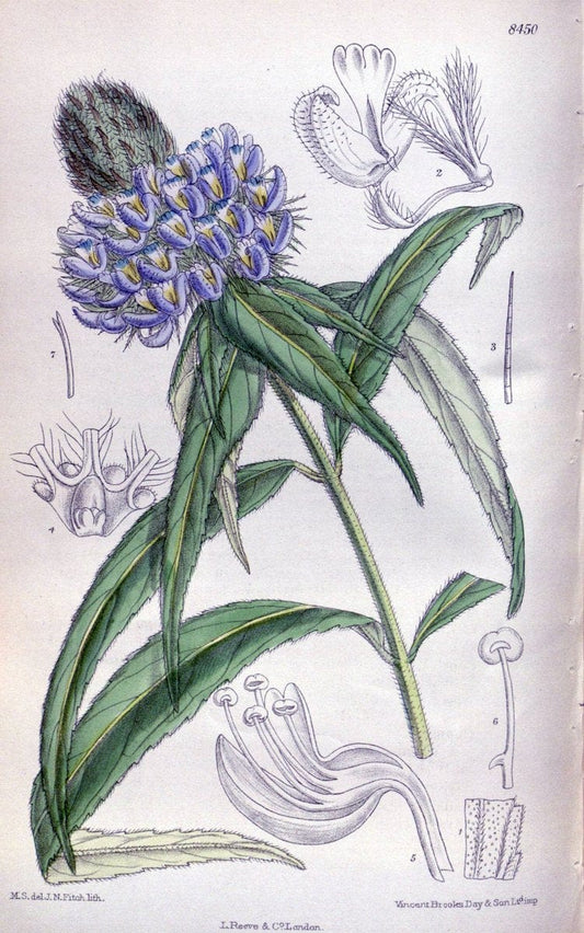 Curtis's botanical magazine. London ; New York [etc.] :Academic Press [etc.]. | "Botanical illustration" Botany Periodicals "Pictorial works" "Plants, Ornamental"  | Vintage Print Reproduction 457484