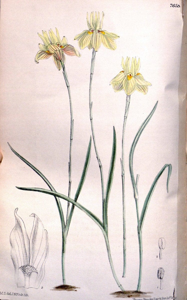 Curtis's botanical magazine. London ; New York [etc.] :Academic Press [etc.]. | "Botanical illustration" Botany Periodicals "Pictorial works" "Plants, Ornamental"  | Vintage Print Reproduction 457485