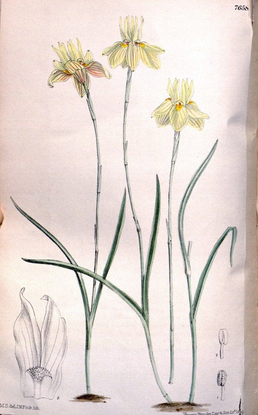 Curtis's botanical magazine. London ; New York [etc.] :Academic Press [etc.]. | "Botanical illustration" Botany Periodicals "Pictorial works" "Plants, Ornamental"  | Vintage Print Reproduction 457485