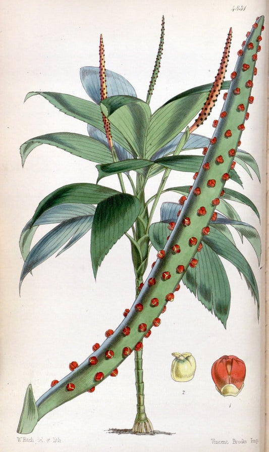 Curtis's botanical magazine. London ;New York [etc.] :Academic Press [etc.]. | Botany Periodicals "Pictorial works"  | Vintage Print Reproduction 457486