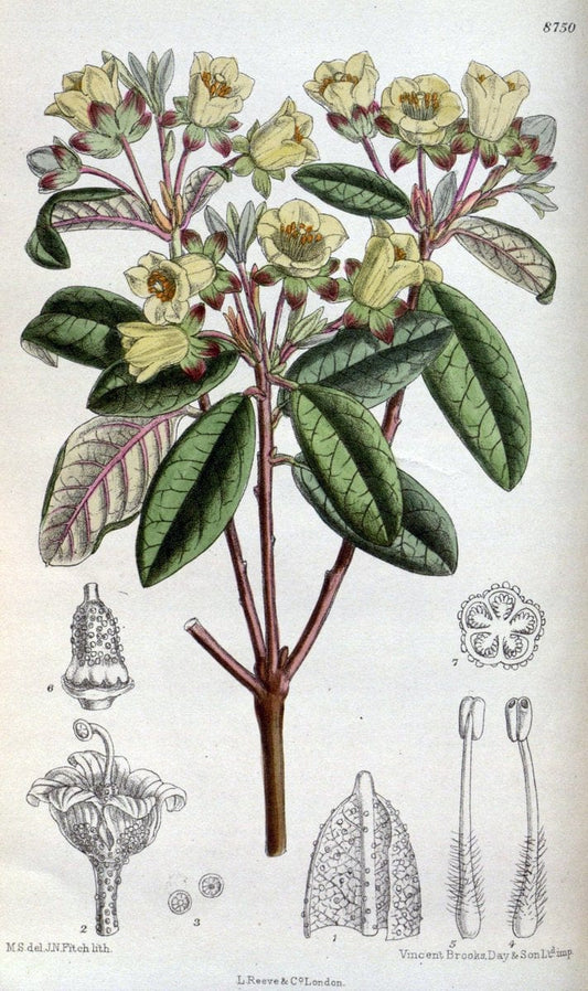 Curtis's botanical magazine. London ; New York [etc.] :Academic Press [etc.]. | "Botanical illustration" Botany Periodicals "Pictorial works" "Plants, Ornamental"  | Vintage Print Reproduction 457487