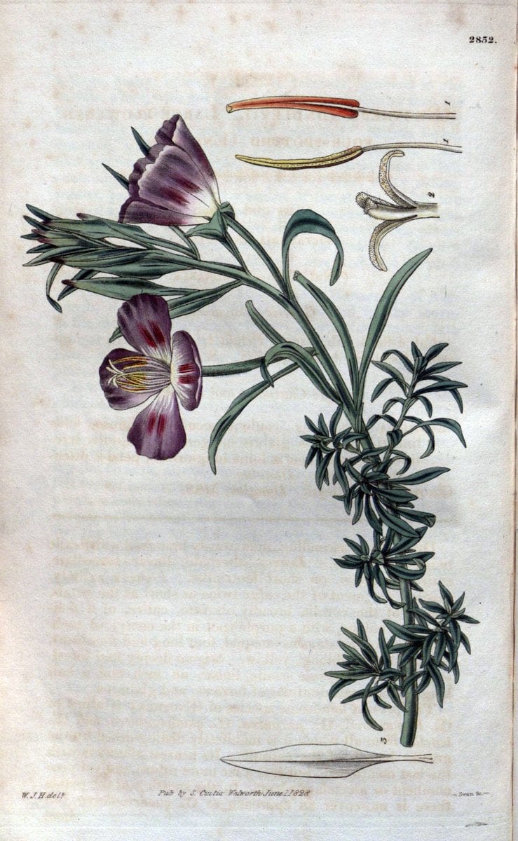 Curtis's botanical magazine. London ; New York [etc.] :Academic Press [etc.]. | "Botanical illustration" Botany Periodicals "Pictorial works" "Plants, Ornamental"  | Vintage Print Reproduction 457488