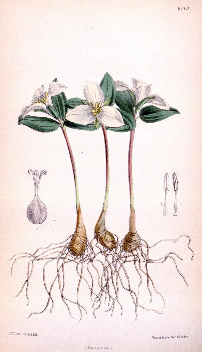 Curtis's botanical magazine. London ; New York [etc.] :Academic Press [etc.]. | "Botanical illustration" Botany Periodicals "Pictorial works" "Plants, Ornamental"  | Vintage Print Reproduction 457489