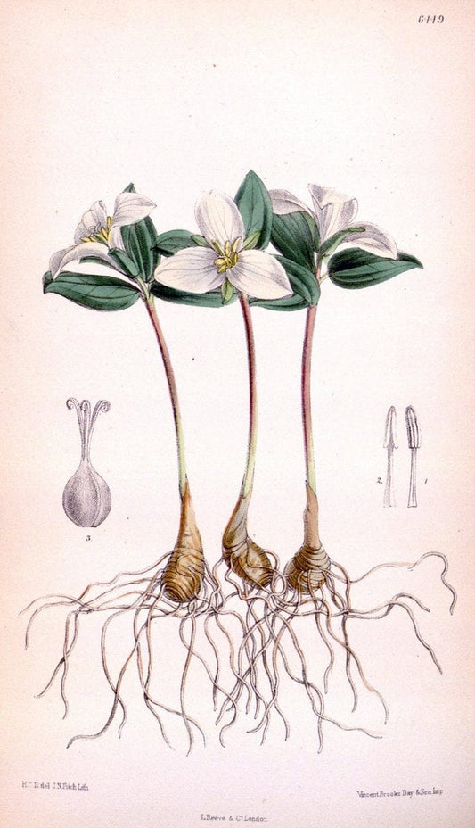 Curtis's botanical magazine. London ; New York [etc.] :Academic Press [etc.]. | "Botanical illustration" Botany Periodicals "Pictorial works" "Plants, Ornamental"  | Vintage Print Reproduction 457489