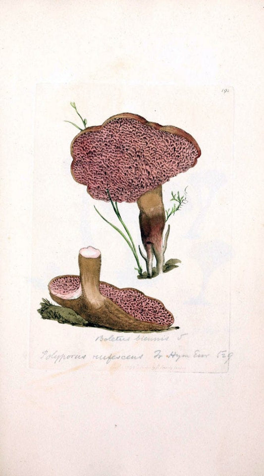Coloured figures of English fungi or mushrooms. London,Printed by J. Davis,1797-[1809]. | England Mushrooms  | Vintage Print Reproduction 457490
