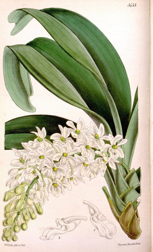 Curtis's botanical magazine..London ;New York [etc.] :Academic Press [etc.]. |  | Vintage Print Reproduction 457491