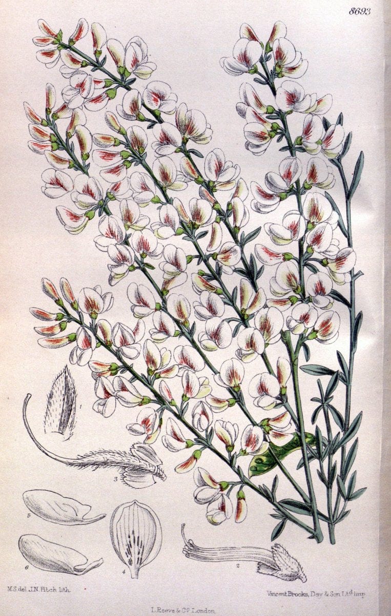 Curtis's botanical magazine. London ; New York [etc.] :Academic Press [etc.]. | "Botanical illustration" Botany Periodicals "Pictorial works" "Plants, Ornamental"  | Vintage Print Reproduction 457492