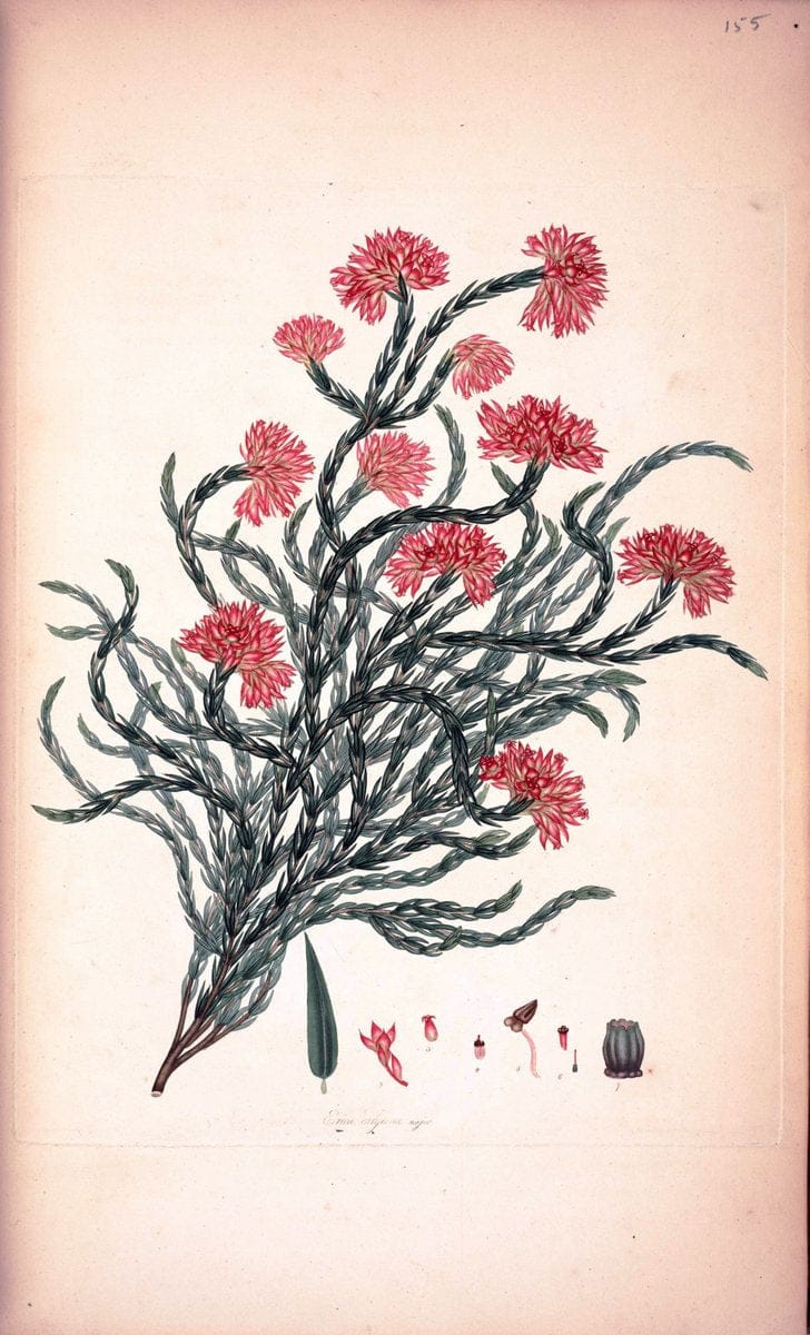 Coloured engravings of heaths :.London :Published by the Author. Printed by T. Bensley,1802-09 [1830]. |  | Vintage Print Reproduction 457493