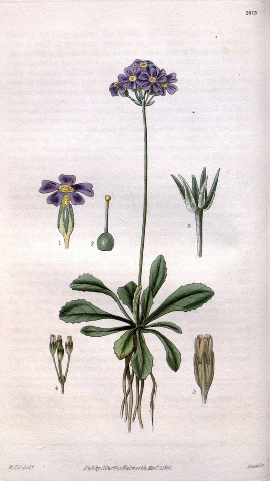 Curtis's botanical magazine. London ;New York [etc.] :Academic Press [etc.]. | Botany Periodicals "Pictorial works"  | Vintage Print Reproduction 457495
