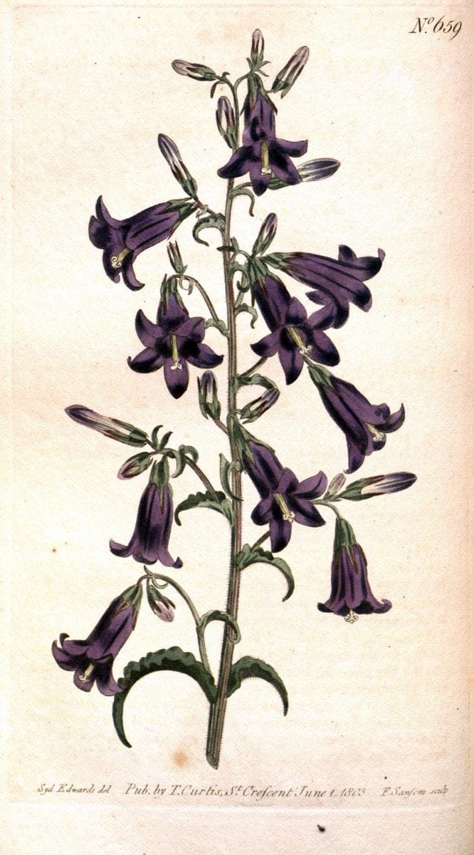 Curtis's botanical magazine. London ;New York [etc.] :Academic Press [etc.]. | Botany Periodicals "Pictorial works"  | Vintage Print Reproduction 457496