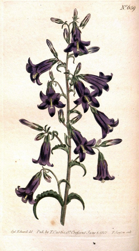 Curtis's botanical magazine. London ;New York [etc.] :Academic Press [etc.]. | Botany Periodicals "Pictorial works"  | Vintage Print Reproduction 457496