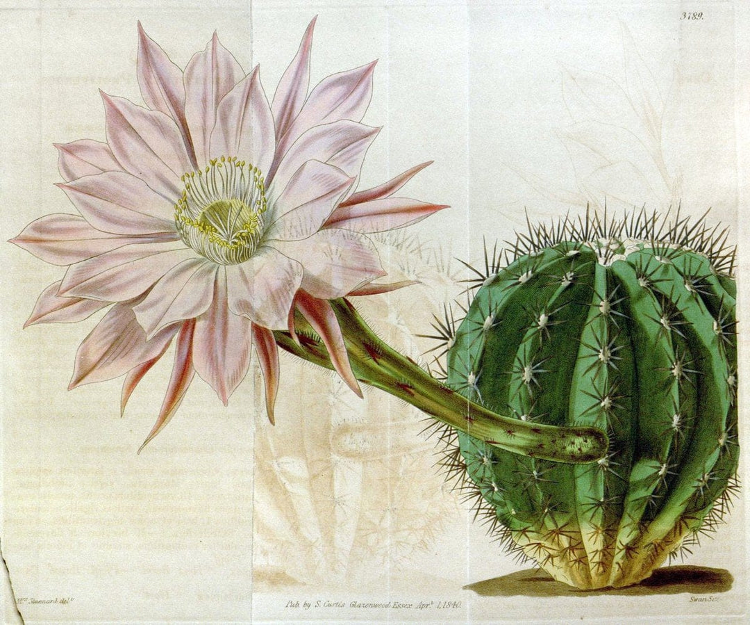 Curtis's botanical magazine. London ;New York [etc.] :Academic Press [etc.]. | Botany Periodicals "Pictorial works"  | Vintage Print Reproduction 457497