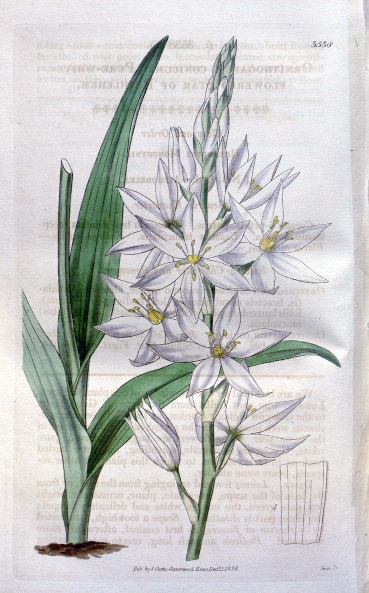 Curtis's botanical magazine. London ;New York [etc.] :Academic Press [etc.]. | Botany Periodicals "Pictorial works"  | Vintage Print Reproduction 457498