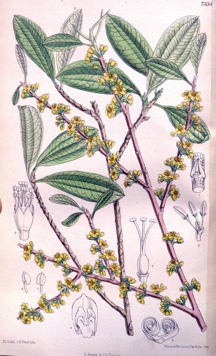 Curtis's botanical magazine. London ; New York [etc.] :Academic Press [etc.]. | "Botanical illustration" Botany Periodicals "Pictorial works" "Plants, Ornamental"  | Vintage Print Reproduction 457499