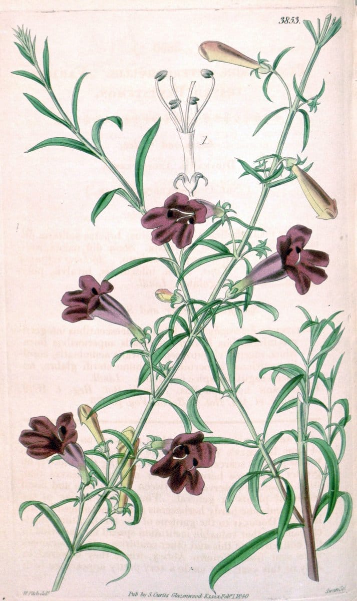 Curtis's botanical magazine. London ; New York [etc.] :Academic Press [etc.]. | "Botanical illustration" Botany Periodicals "Pictorial works" "Plants, Ornamental"  | Vintage Print Reproduction 457500