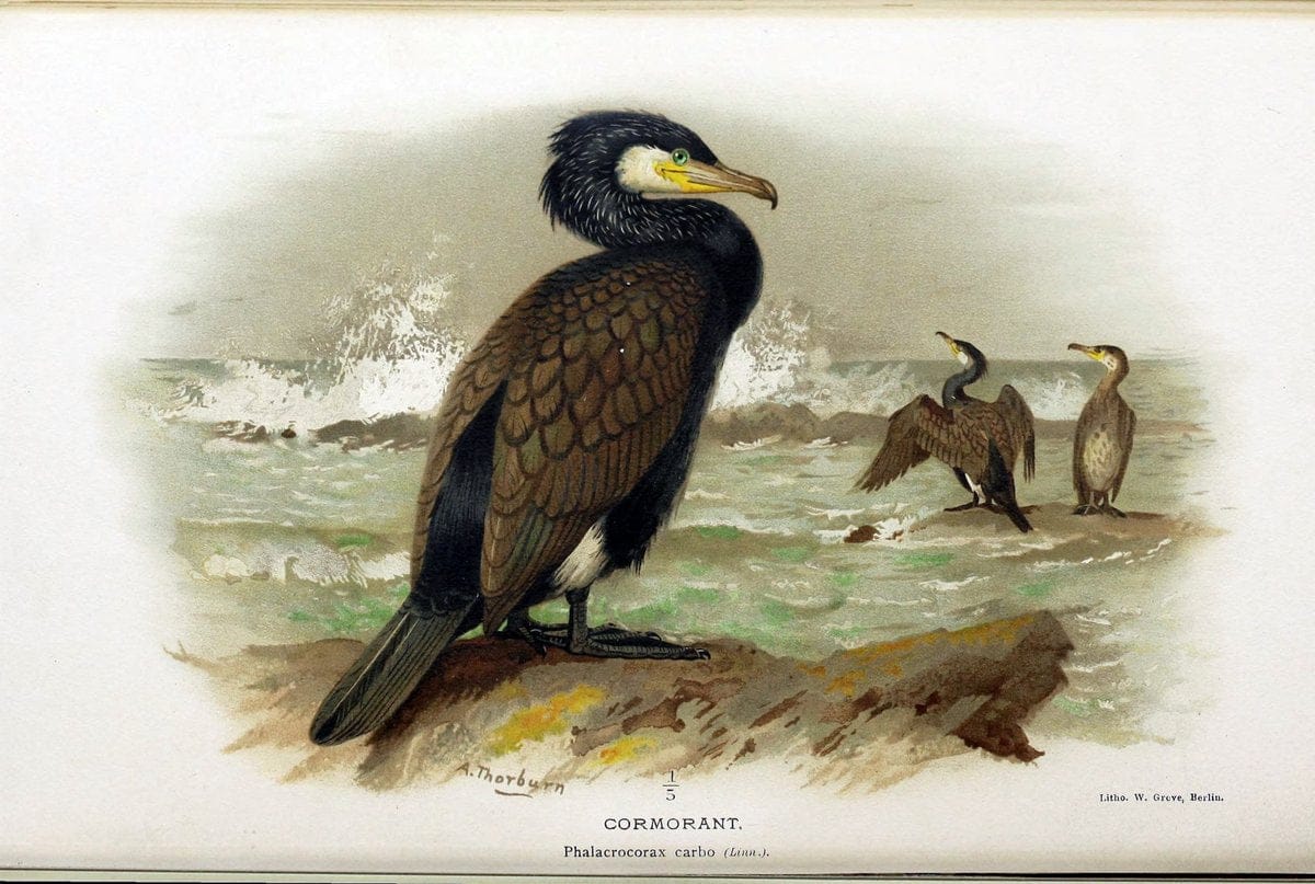 Coloured figures of the birds of the British Islands / issued by Lord Lilford. London :R | Birds "Great Britain" "Pictorial works"  | Vintage Print Reproduction 457501